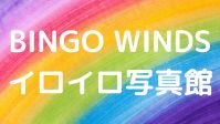 BINGO WINDS CCʐ^